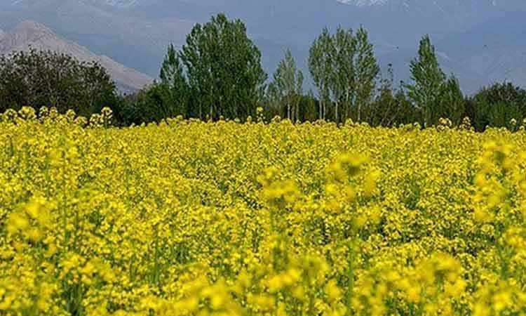 نرخ خرید تضمینی ۶ کالای اساسی اعلام شد