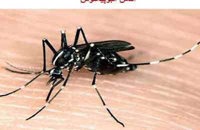 شناسایی ۱۷ مبتلا به تب دنگی از ابتدای امسال / تمام موارد انتقال محلی از چابهار
