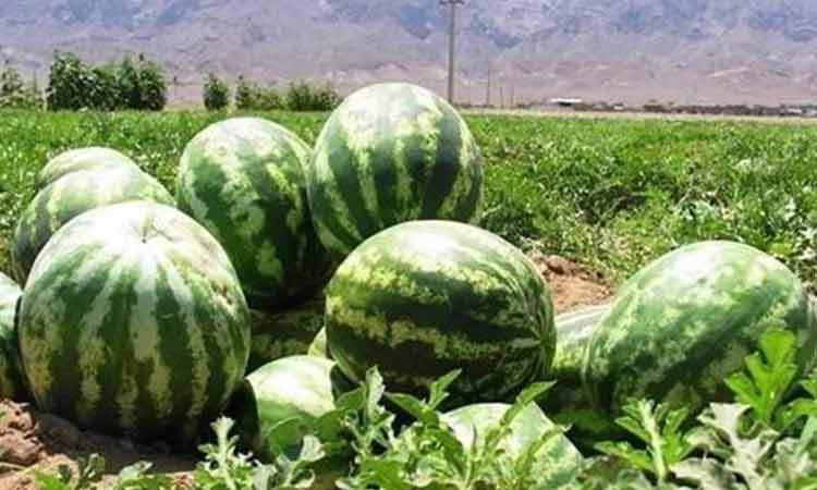 بالابودن نیترات در هندوانه تولیدی صحت ندارد