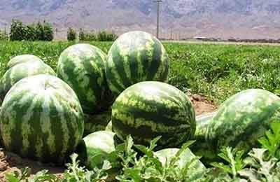 بالابودن نیترات در هندوانه تولیدی صحت ندارد