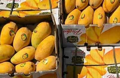 واردات انبه دوباره آزاد شد